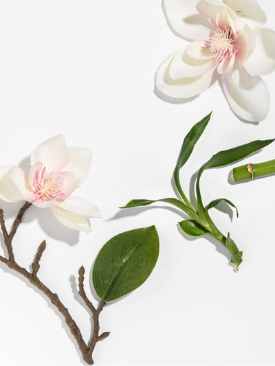 Star Magnolia - ingredients view