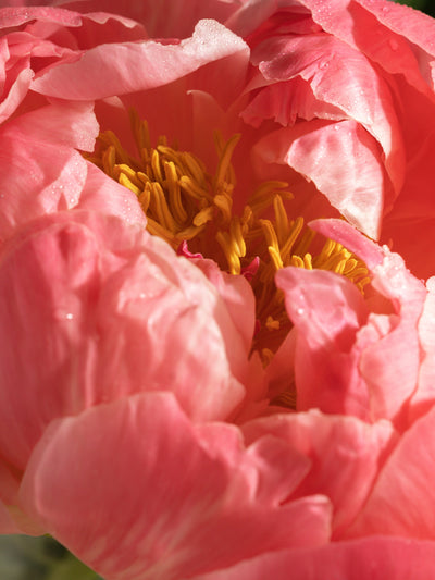 Wonderland Bloom - ingredients view