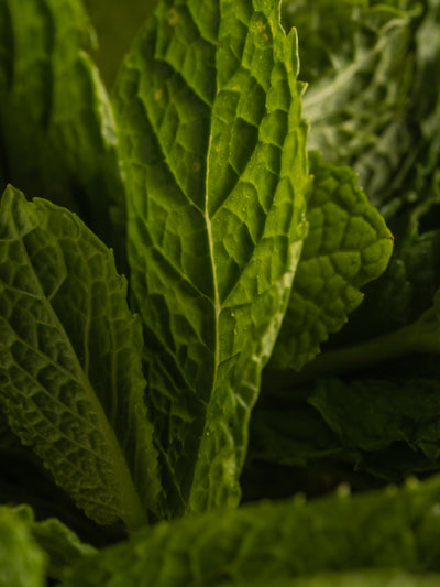 Cucumber & Mint - ingredients view
